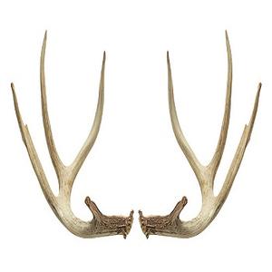 Astas de ciervo de la mejor calidad a la venta - Product Image 5