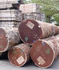 Grumes de bois wengé africain de qualité pour l'exportation - Product Image 4