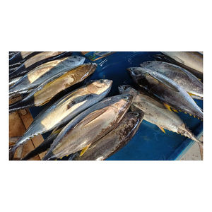 Livraison rapide de thon jaune congelé pour les acheteurs directs d'usine - Product Image 1