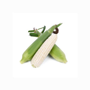 Maíz de maíz blanco seco para consumo humano No OGM W maíz blanco Precio barato - Product Image 3