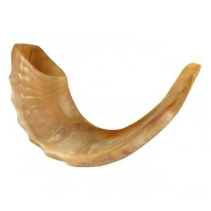 Shofar de Cuerno de Carnero Natural para Tocar Diariamente, Resistente al Agua, Imitación Antigua, Kosher, Cuerno de Carnero Pulido de la Mejor Calidad - Product Image 1