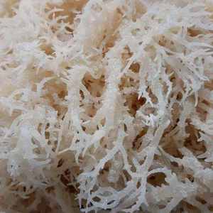 มอสทะเลธรรมชาติแห้ง | ซีมอสส์จากเวียดนามบริสุทธิ์ | ปริมาณแร่ธาตุสูง | ขายส่ง - Product Image 3