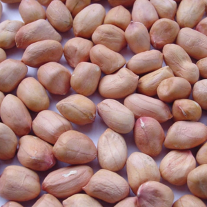 Granos de cacahuete de Vietnam elaborados con material seleccionado sin cáscara que ofrece una textura estable para cocinar, asar y recubrir - Product Image 2