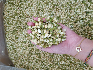 Flor de jazmín natural de Vietnam, material botánico seco, aplicado para mezclas de té, aromatización, envasado y decoración. - Product Image 3