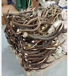 Cuernos de Ganado Naturales de Primera Calidad para Masticar por Mascotas, Manualidades, Decoración del Hogar, Larga Vida Útil, Almacenamiento en Seco y Fresco - Product Image 1