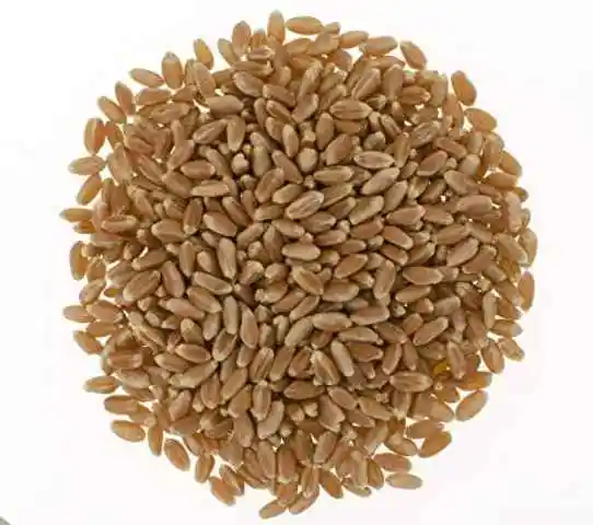 Melhor preço de mercado grãos de trigo a granel 100% grãos de trigo puros e nutritivos/trigo de alta qualidade para exportação