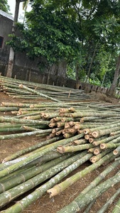 Varas de Bambú de Tamaño Personalizado, Tratadas, Carbonizadas, Secas, Material de Construcción Estructural, Fábrica de Vietnam - Product Image 3