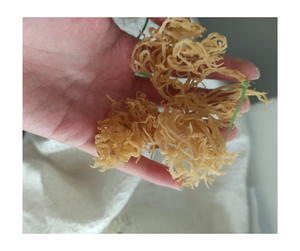 Seamoss de algodón seco natural de primera calidad, rico en minerales superalimento saludable, Vegano, sin OGM, sin gluten, Exportación al por mayor a granel, Vietnam - Product Image 2