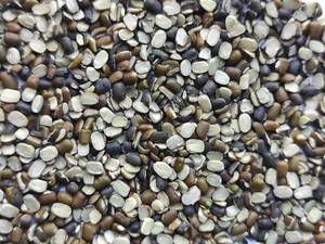 Urad dal saludable y nutritivo a granel, 100% natural, sin OMG, legumbre rica en proteínas y fibra, ideal para sopas, ensaladas, germinación y cocina. - Product Image 4