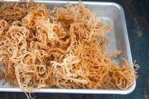 Mousse de mer séchée de qualité supérieure à l'exportation de VIET DELTA | 100% naturel | Article de vente chaud | Mme Thao - Product Image 5