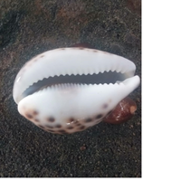 Coquilles de cauris naturelles sur mesure de taille 3 pouces disponibles avec des formes coupées et non coupées idéales pour les magasins de perles et les conceptions de bijoux