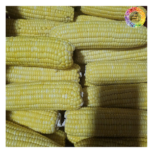 Maíz de bebé congelado, maíz joven natural 100% congelado, maíz congelado rápido para sabor fresco, granos de maíz glutinoso blanco congelado - Product Image 1