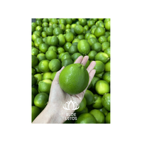 Fabricant du Vietnam Limes Natural Seedless Green Lemon Agriculture Prêt pour l'exportation Emballage personnalisé-BLUELOTUS FARM