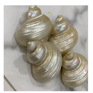 Turbo Burgess Seashells 4-6 cm a granel al por mayor para arte DIY, decoración de tanques de Acuario, manualidades de fiesta en la playa y temas de vacaciones - Product Image 6