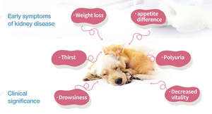 AMAIN Kanin POCT imunoasay penganalisa CDV CPV FPV tes anti gen dengan fungsi tes kehamilan anjing - Product Image 4