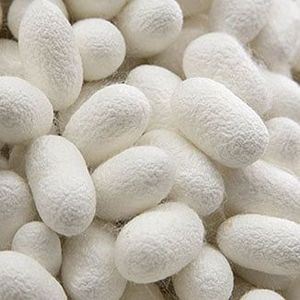 Premium Natural <b>Silk</b> Cocoon - High-Quality, Eco-Friendly & Multi-Purpose | Viet Fargimex - Product Image 5