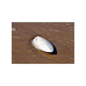 Os de seiche congelés pour les taux d'entretien du bec offerts - Product Image 3