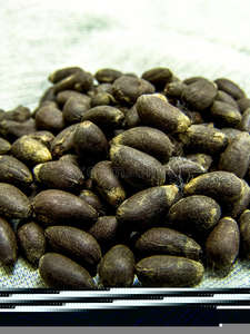 Semillas de algodón orgánico secas de grado premium al mejor precio al por mayor - Product Image 5