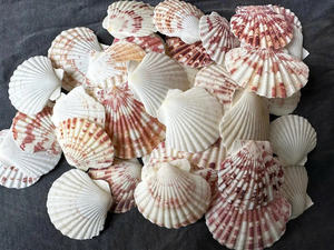 Conchas de vieiras listas para manualidades con acabado suave y color brillante, perfectas para proyectos temáticos de playa - Product Image 4