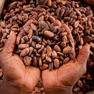 Granos de Cacao Tostados Crudos de Alta Calidad, Granos de Cacao para Chocolate, Precio de Fábrica Disponible para Venta OEM - Product Image 1