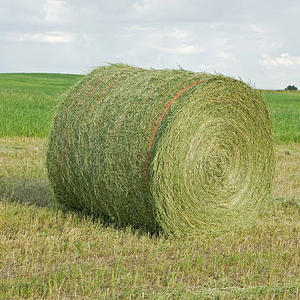 Timothy หรือหญ้าชนิตหนึ่งที่ให้อาหารสัตว์เป็นก้อนแบบแห้ง - Product Image 1