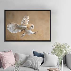 Tableau sur toile Hibou de grange : Avant l'attaque, impression décorative murale animale, TOILE ENCARTÉCHÉE NOIRE - Product Image 1