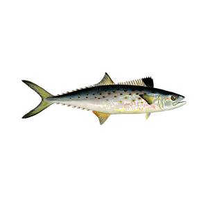 Precio con descuento para caballa española de primera calidad, ofrecida para suministro a distribuidores. - Product Image 2