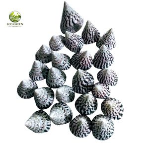 Coquillages de Trochus Conus polies de haute qualité, coquilles naturelles en nacre, toucher réel, rondes, pour mariage à la plage, décoration intérieure - Product Image 1
