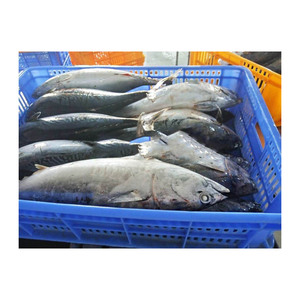 อาหารทะเลสดขายส่งคุณภาพดี ปลาทูน่าบอนิโตแช่แข็ง - Product Image 4