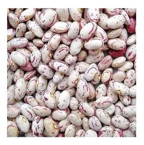 Fagioli borlotti biologici di buona qualità fagioli di zucchero/fagioli rossi disponibili alla rinfusa Stock freschi a prezzo all'ingrosso con consegna veloce