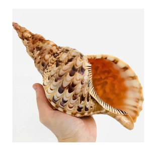 Artículo de decoración y colección para el hogar Trompeta Triton Shell de Vietnam Factory 99 Gold Data Trompeta Triton Shell Supply - Product Image 2