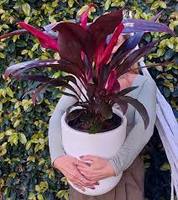 Planta Natural de Cordyline, Flor Blanca Recién Cortada de 20cm, 100 Pétalos, Huertos Ecuatorianos, Ecuador