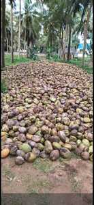 Noix de coco indienne de qualité supérieure (noix de coco semi décortiquée) Pollachi Fruits tropicaux et subtropicaux Noix de coco fraîche mûrie d'Inde - Product Image 6