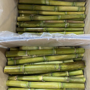 Best Seller Vietnam Frozen Sugarcane for Juice Extraction Use in Drink Production and Retail Market Cheap Price - Product Image 1