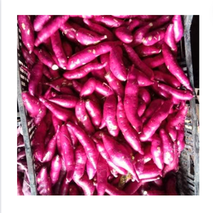 PATATE DOUCE FRAIS FABRIQUÉE AU VIETNAM Offre Spéciale PATATE DOUCE FRAIS PRÊT À L'EXPORTATION - Product Image 6