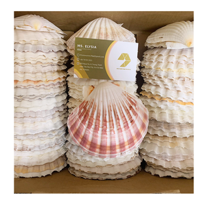 Hermosas conchas marinas decorativas con elegancia natural, perfectas para obras de arte hechas a mano y una impresionante decoración del hogar - Product Image 1