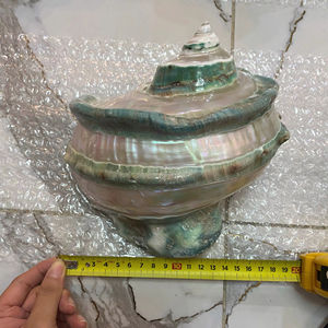 Concha Turbo Premium de Vietnam, Concha Marina Natural Hecha a Mano, Opción de Exportación a Granel - Product Image 1