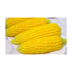 เกรดข้าวโพดสำหรับอาหารสัตว์ - Product Image 4
