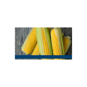 Maïs jaune de qualité alimentaire/maïs jaune/grains de maïs jaune - Product Image 1