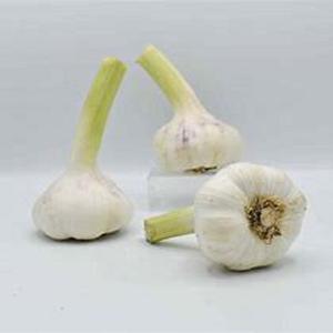 Ajo blanco orgánico de alta calidad en tamaños grandes, fresco y seco para estimular el sistema inmunológico en los alimentos - Product Image 1