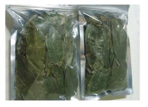 Vente en gros de feuilles de graviola/feuilles de corossol-Produit de haute qualité et au meilleur prix du Vietnam - Product Image 2