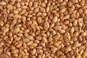 Almendras Premium de California con Cáscara |   Almendras Crudas Naturales |   Venta al por Mayor de Productos de Calidad para Exportación - Product Image 2