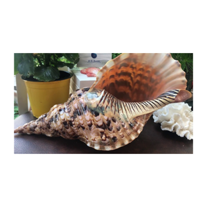 Decoración de amonita de Tritón de trompeta enorme natural-Concha de Caracol grande para decoración-Concha marina a granel para manualidades - Product Image 4