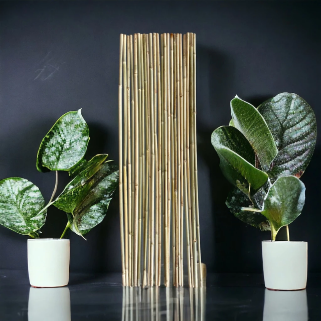 เหลืองอ่อน