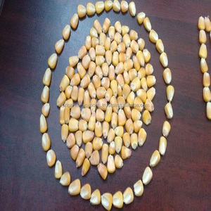 Maïs jaune de meilleure qualité pour l'alimentation animale sans OGM - Product Image 2