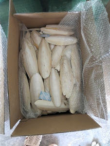 Factory Direct Price <b>Cuttlefish</b> bone export quality material from Vietnam suitable for wholesale distribution & global sourcing - Product Image 4