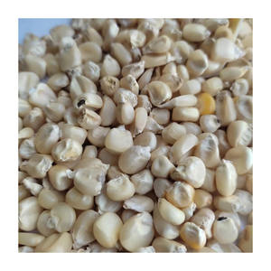 Compre maíz blanco al por mayor, suministro fresco, mejores precios garantizados - Product Image 2