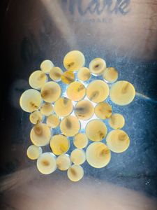 กระดุมเสื้อทำจากเขาควายแท้ 100% คุณภาพดีเยี่ยม กันน้ำ แฟชั่นใหม่ อุปกรณ์เย็บผ้า HF - Product Image 5