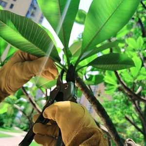 Gants de jardinage en cuir OEM de haute qualité à l'épreuve des épines Long Gauntlet Heavy Duty Coude Longueur Rose Élagage Désherbage Gant de cour - Product Image 6