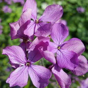 Honesty oil - Product Image 1